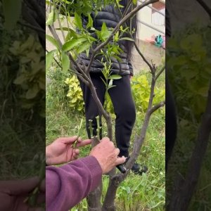 Καλλιέργειες